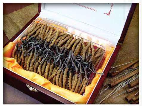 朔州冬虫夏草回收